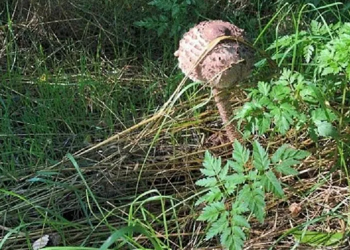 Holiday home - Uns Luett Huesung By Interhome Glambeck (Oberhavel)